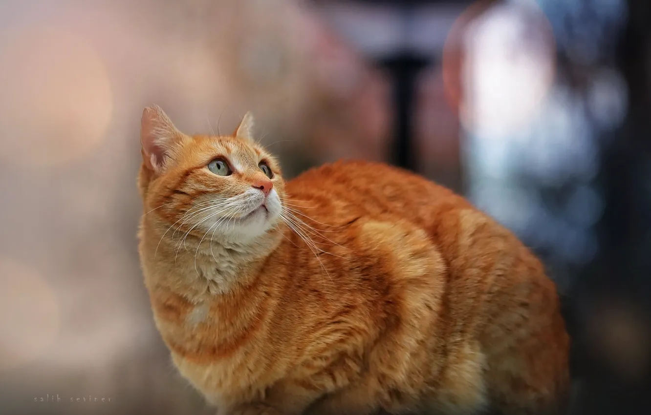 Photo wallpaper cat, cat, look, red, bokeh, cat