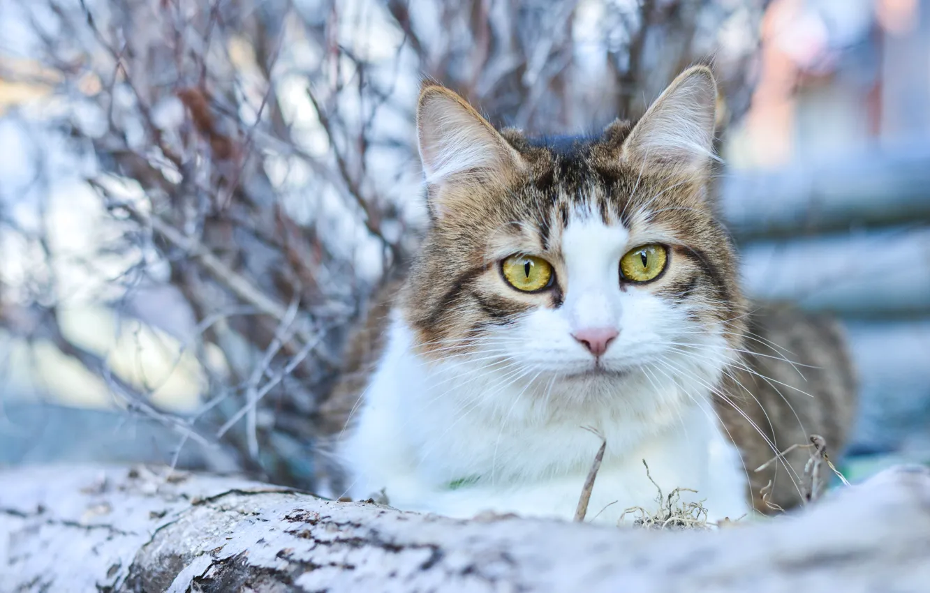 Photo wallpaper cat, cat, look, bokeh, cat