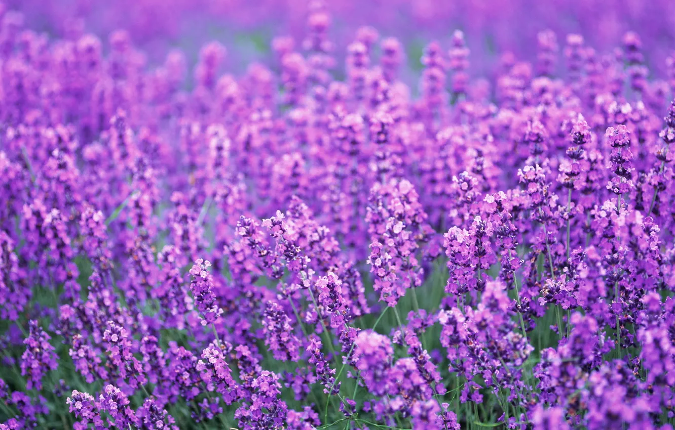 Photo wallpaper field, summer, flowers, purple, lavender