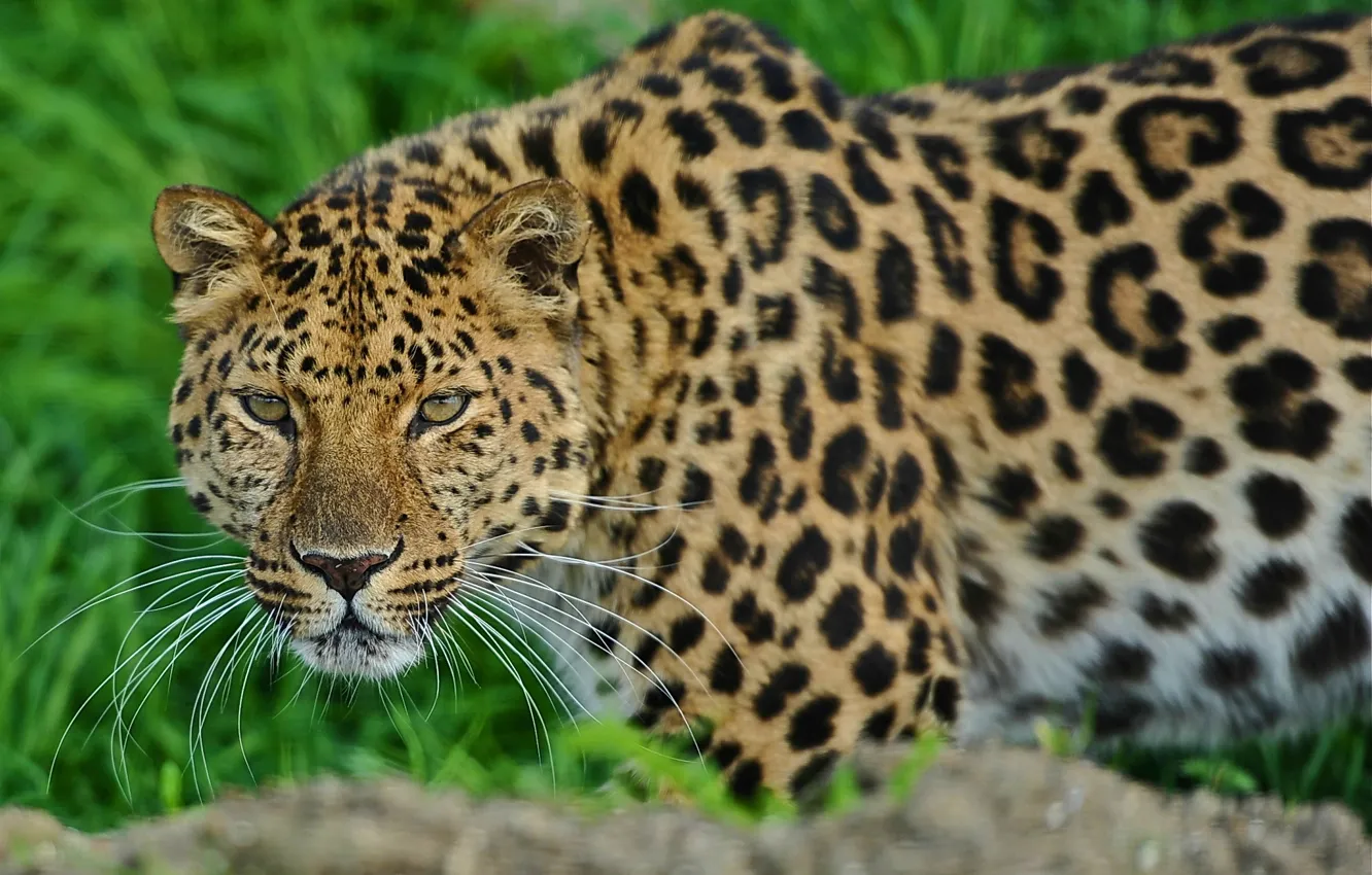 Photo wallpaper face, leopard, is, leopard, looks