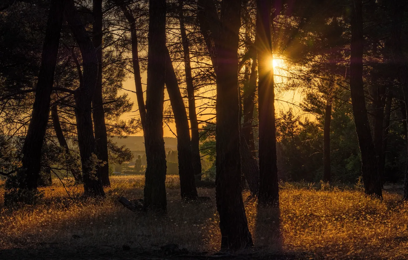 Photo wallpaper forest, the sun, light, trees, sunset, glade, trunk