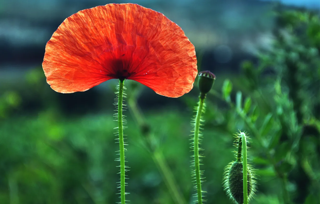 Photo wallpaper field, macro, flowers, red, one, Mac, blur, buds