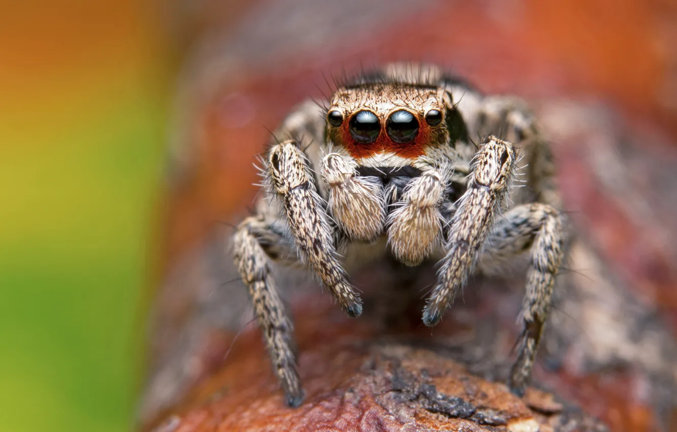 Photo wallpaper eyes, macro, orange, background, legs, spider, blur, jumper