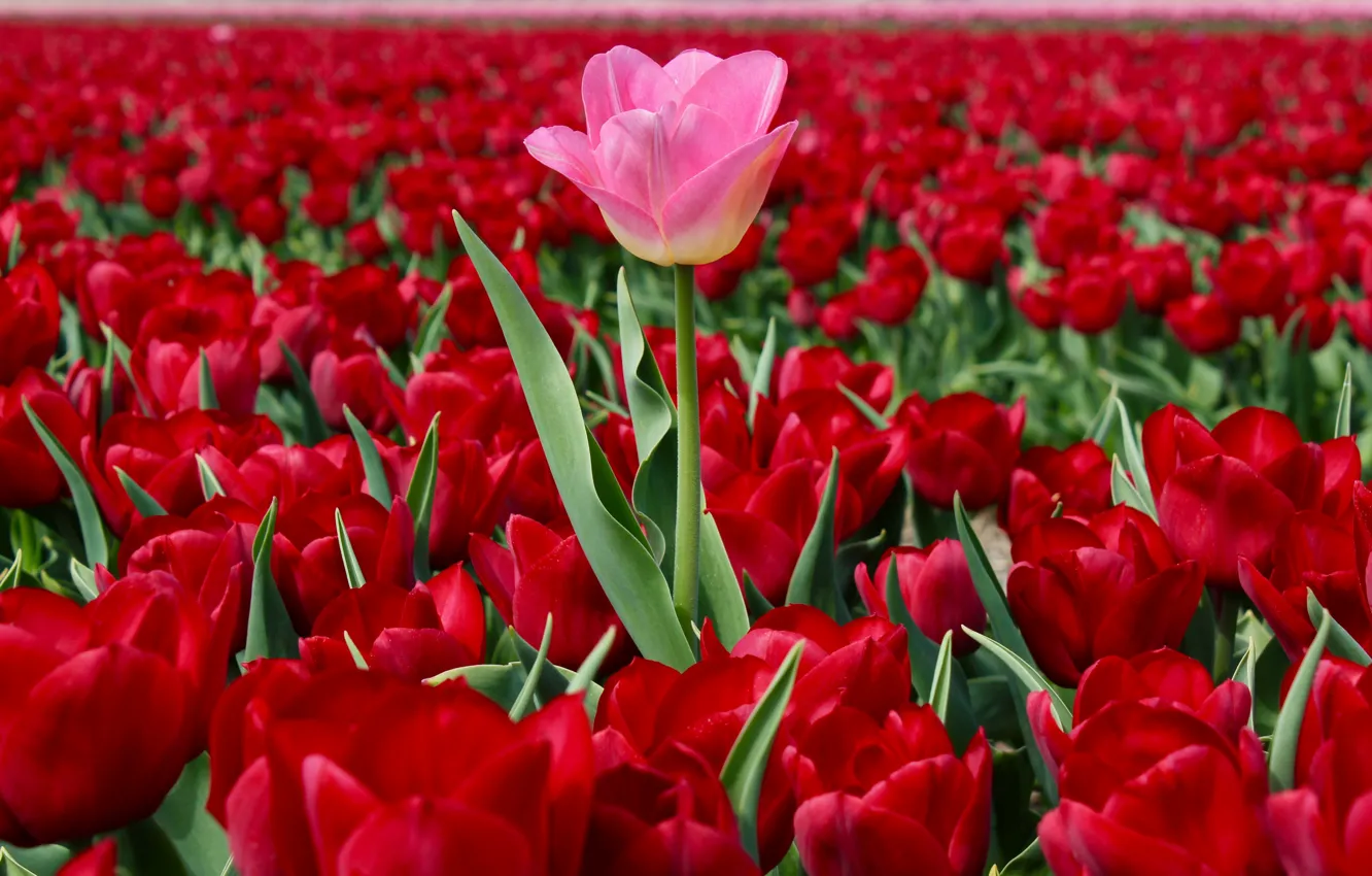 Photo wallpaper field, tulips, Netherlands, a lot, plantation, red tulips, upstart, pink Tulip