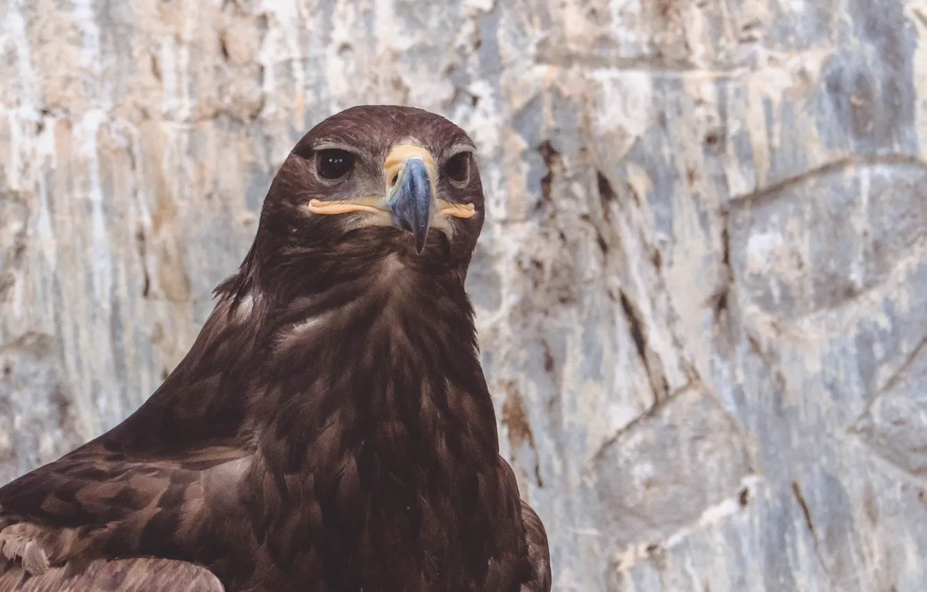 Photo wallpaper bird, eagle, beak, Eagle, zoo, zoo