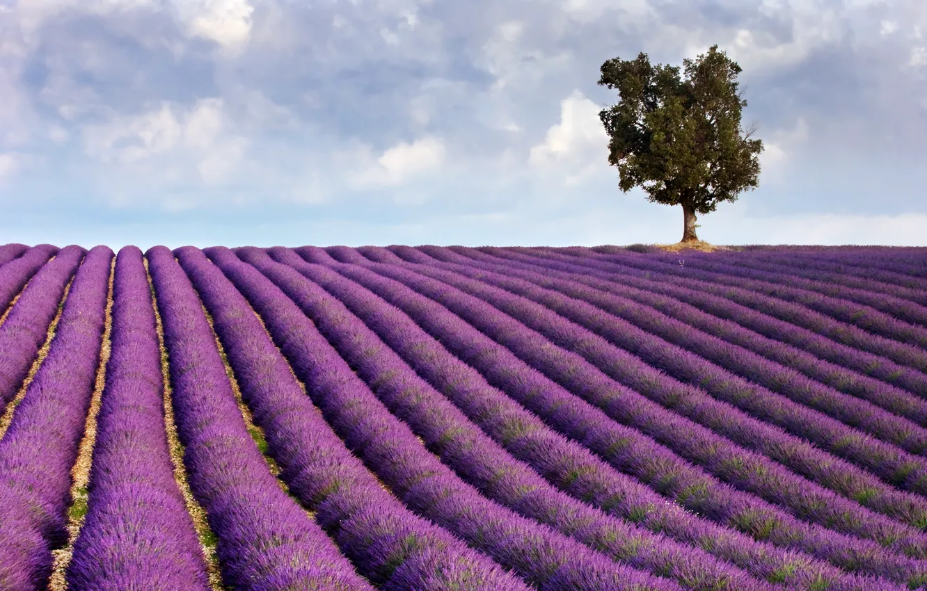 Photo wallpaper field, clouds, tree, the ranks, lavender