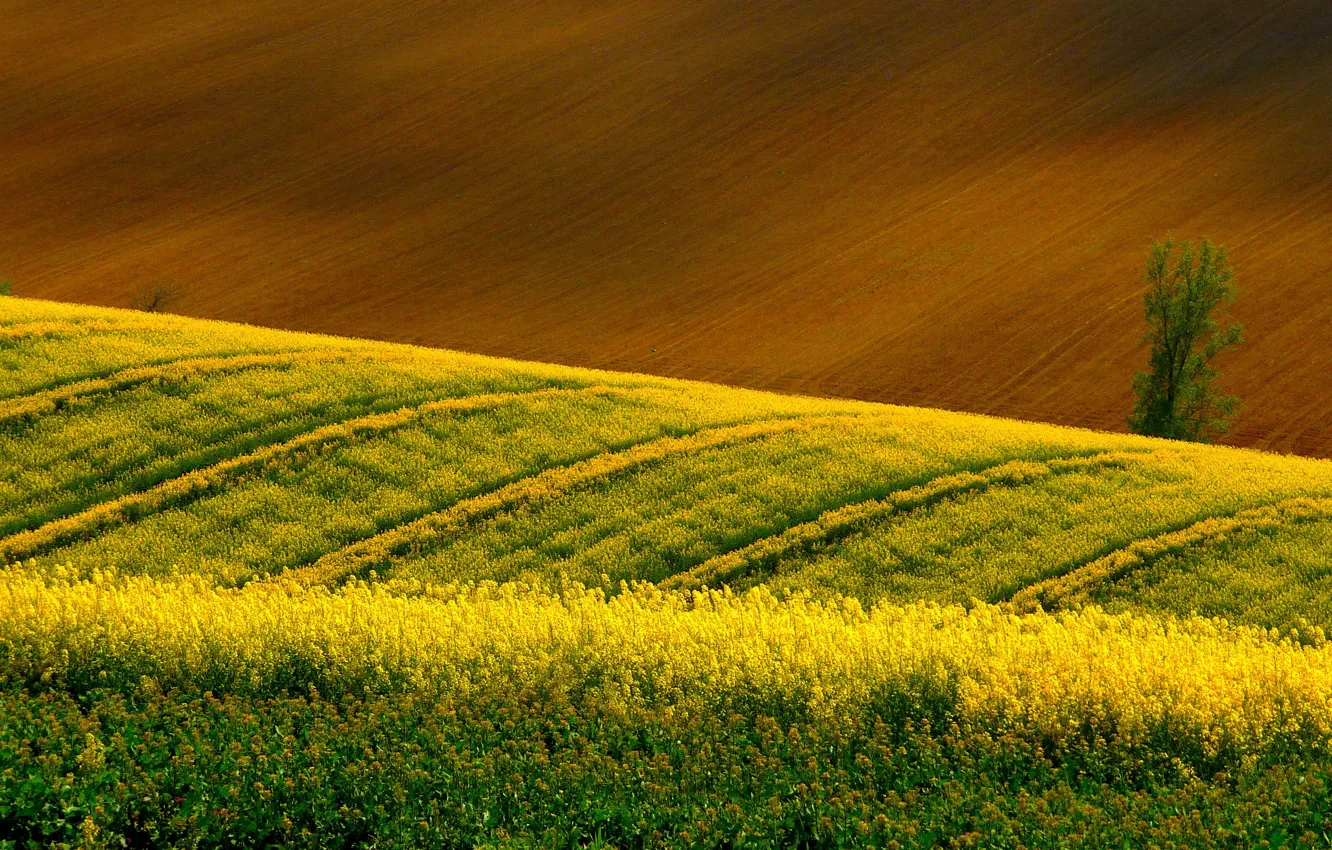Photo wallpaper field, trees, rape, arable land