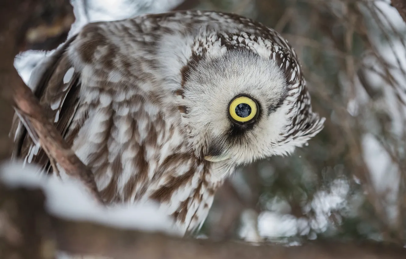 Photo wallpaper winter, look, close-up, branches, nature, pose, owl, bird