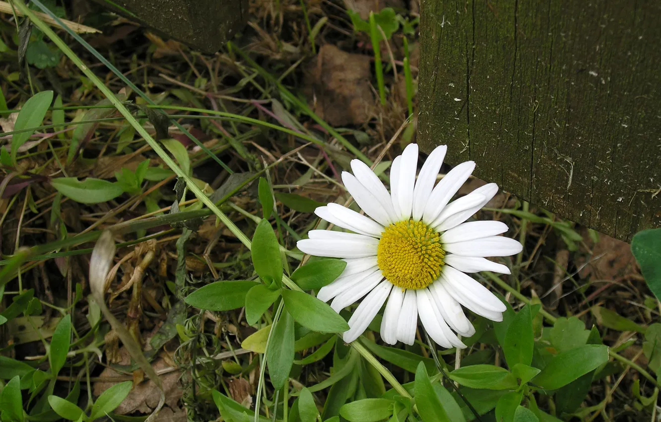 Photo wallpaper flower, summer, Daisy