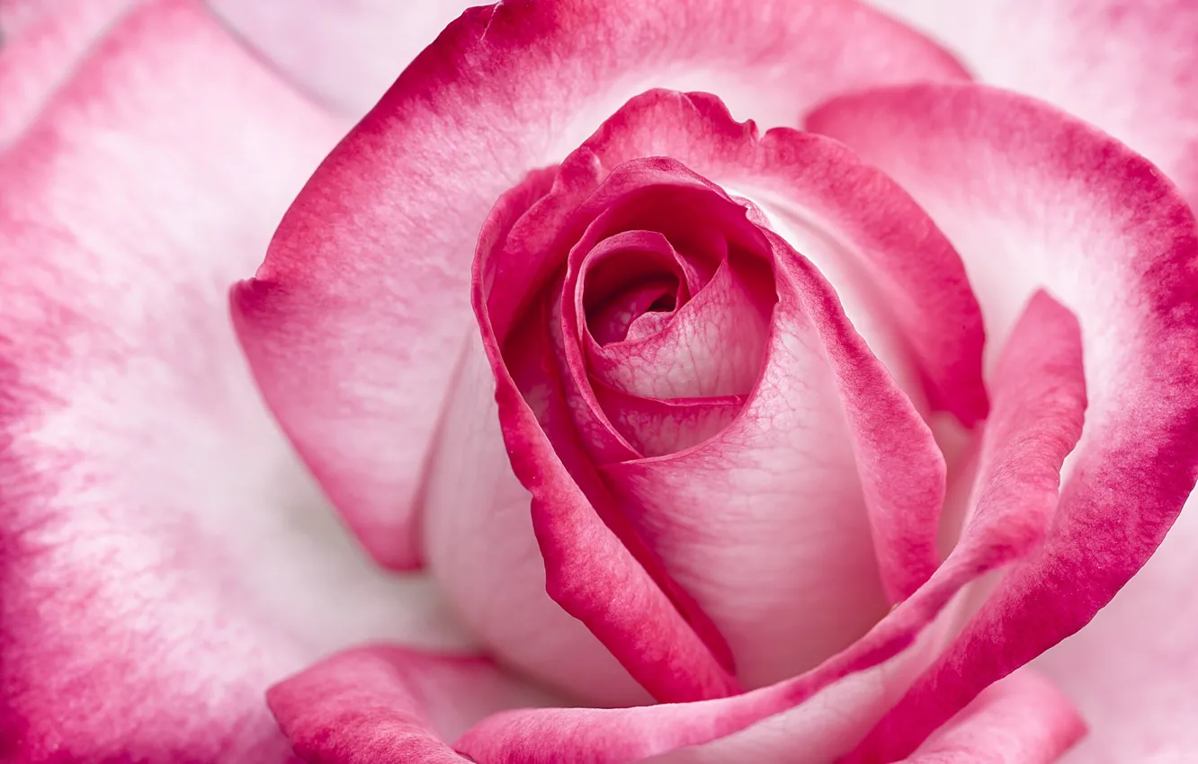 Photo wallpaper flower, macro, rose