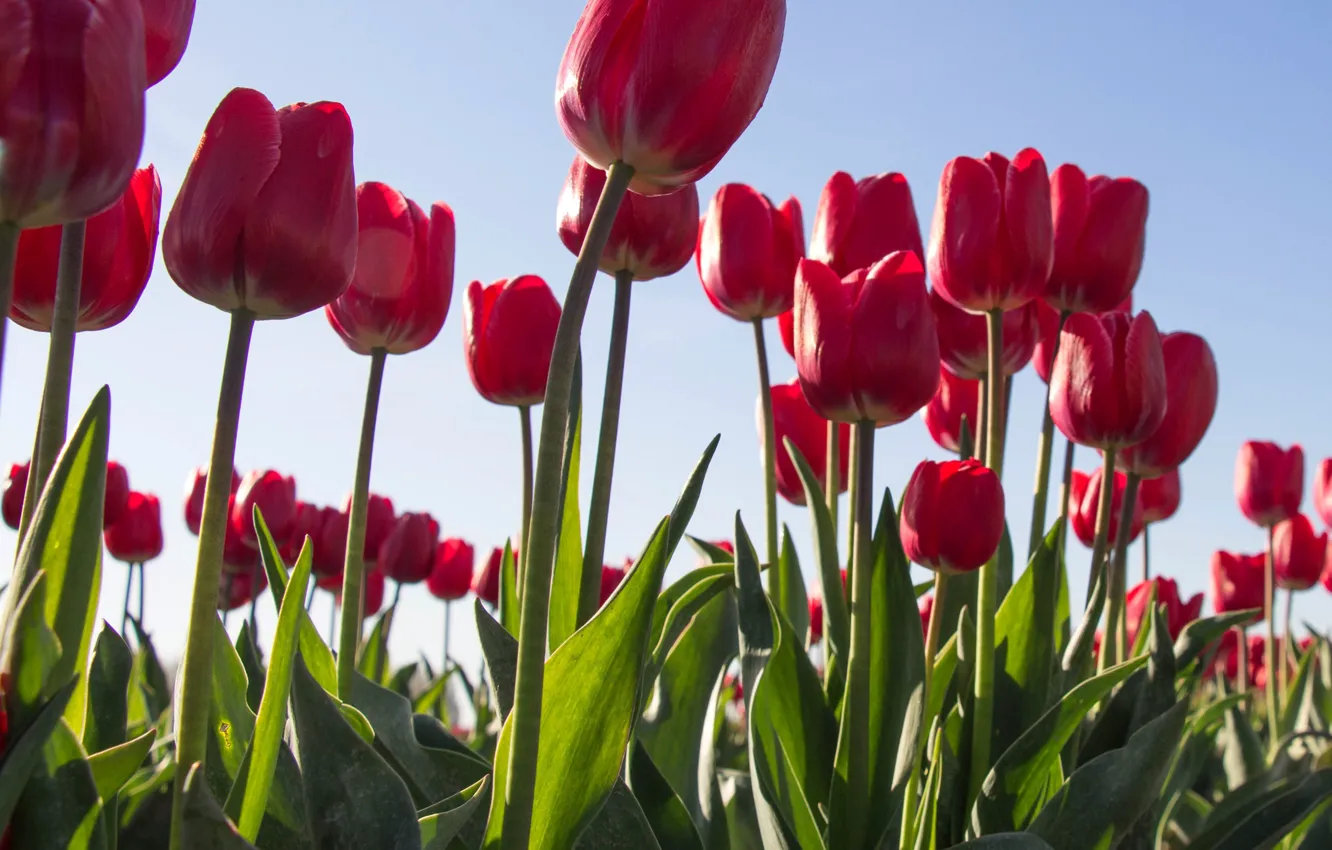 Photo wallpaper nature, spring, tulips