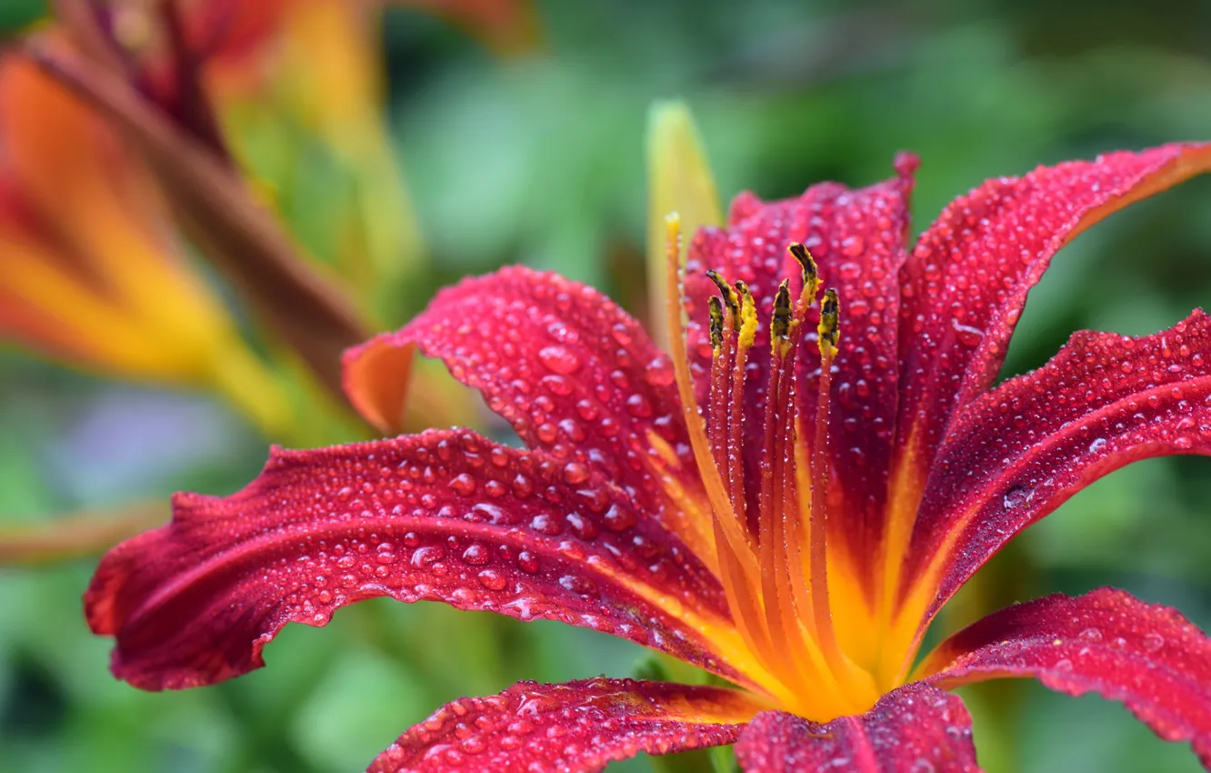 Photo wallpaper drops, macro, flowers, background, Lily, petals, stamens, pink