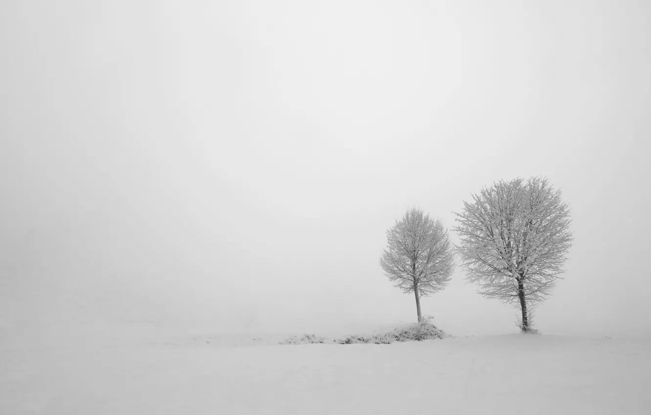 Photo wallpaper winter, trees, fog