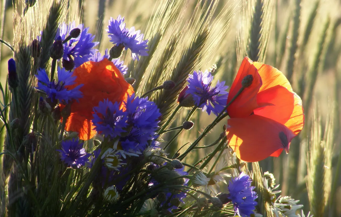 Photo wallpaper summer, flowers, nature