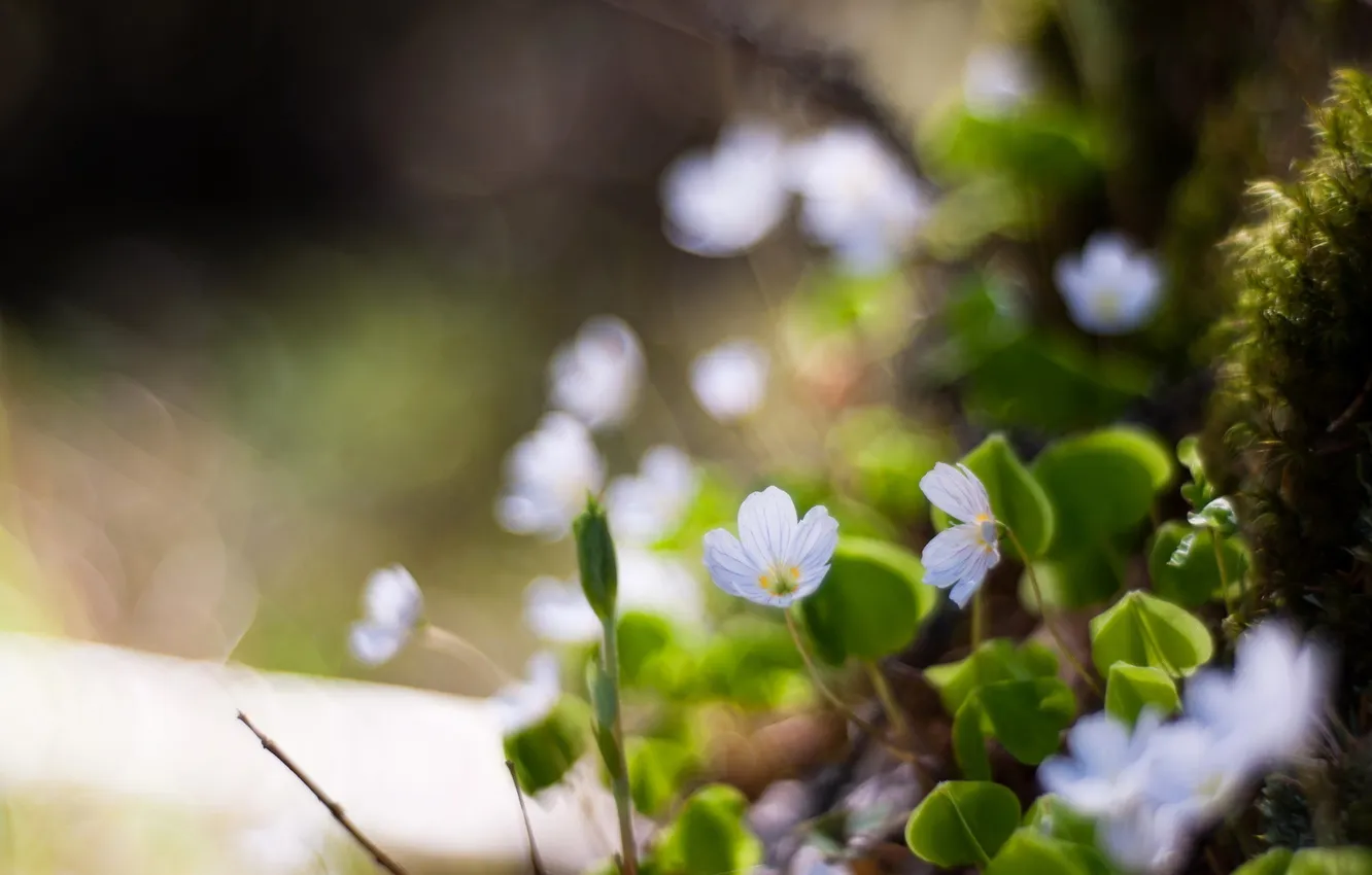 Photo wallpaper flowers, nature, macro