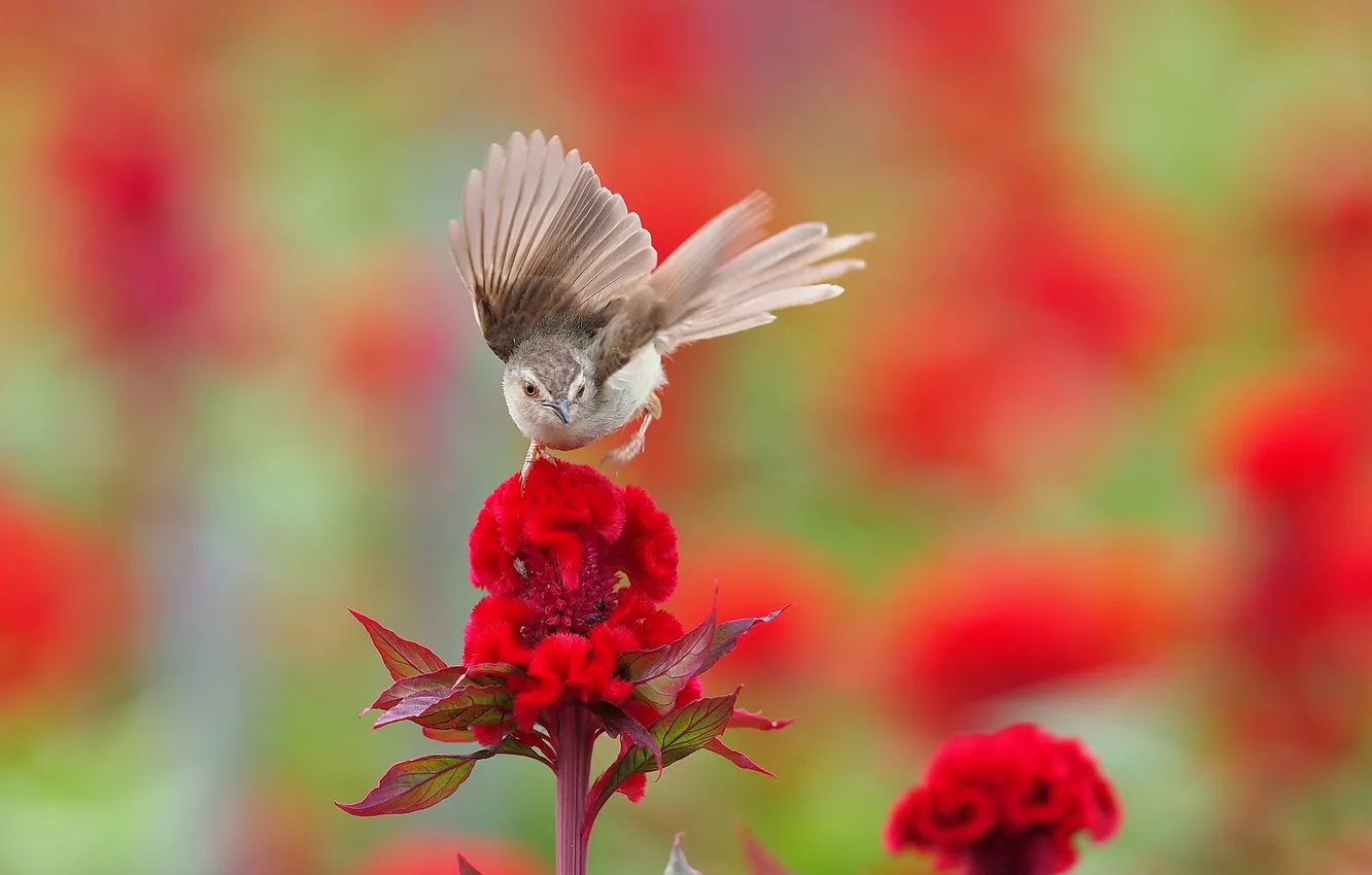 Photo wallpaper flowers, bird, Warbler