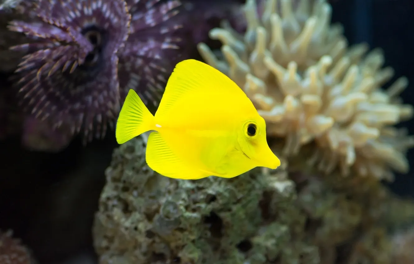 Photo wallpaper macro, aquarium, fish, fish, underwater world, under water, yellow, bright