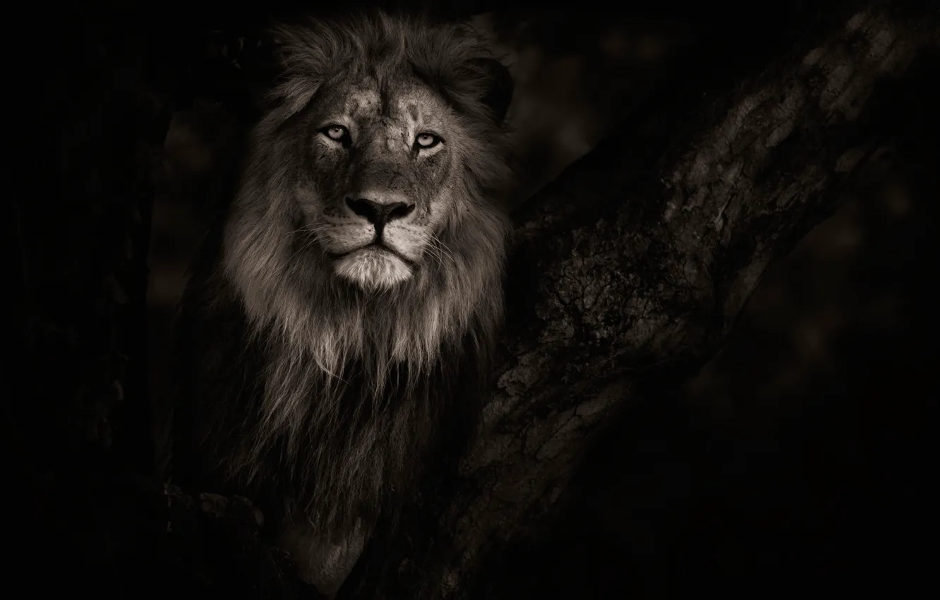 Photo wallpaper Leo, wildlife, Botswana