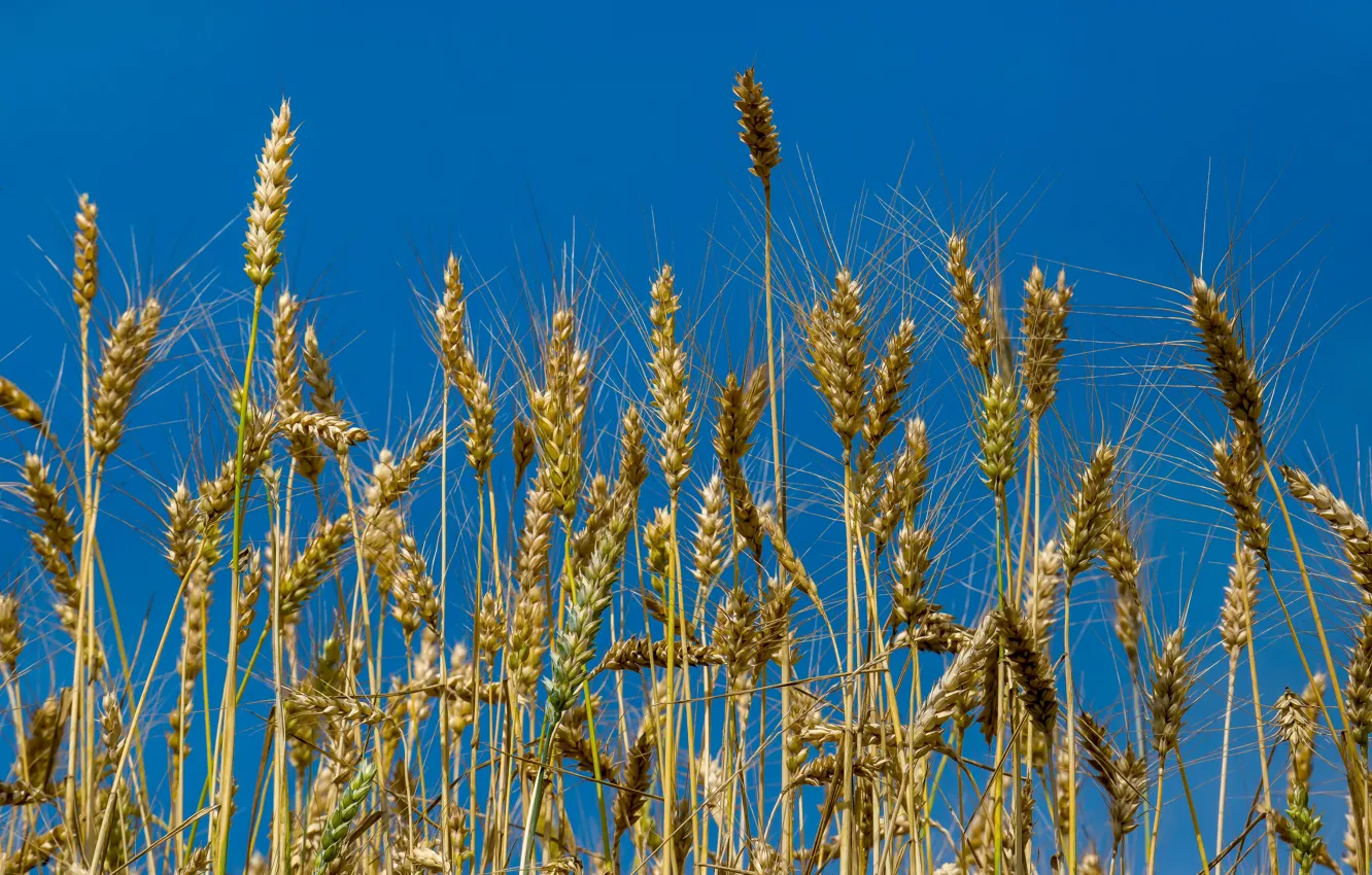Photo wallpaper wheat, summer, ears, blue sky