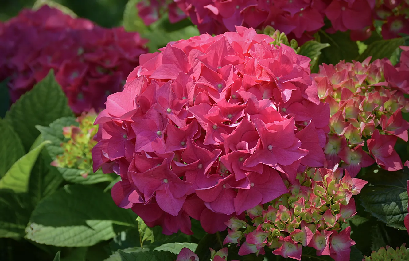 Photo wallpaper flowers, bright, pink, the bushes, hydrangea