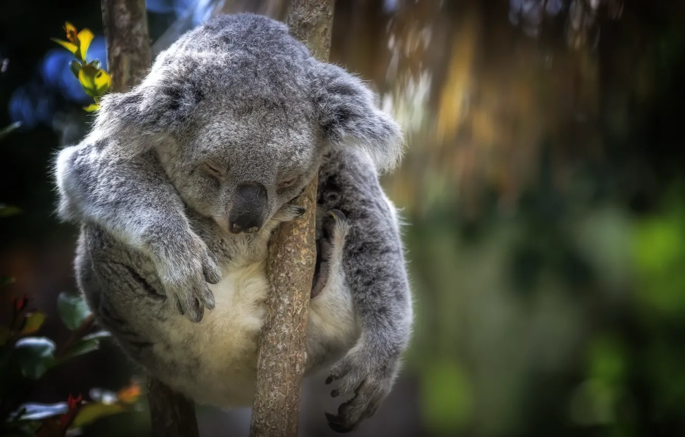 Photo wallpaper nature, tree, Koala