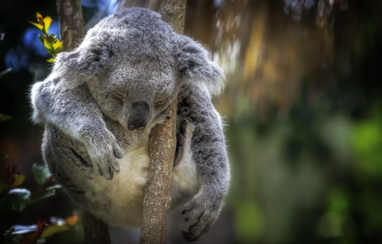 Photo wallpaper trees, Koala, nature