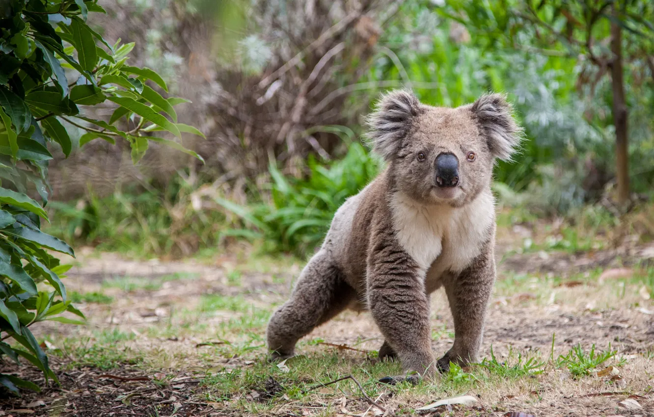 Photo wallpaper look, nature, pose, walk, face, the bushes, Koala