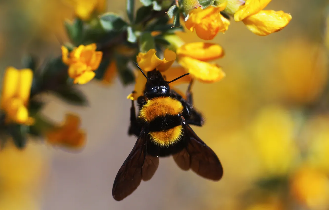 Photo wallpaper macro, bee, insect