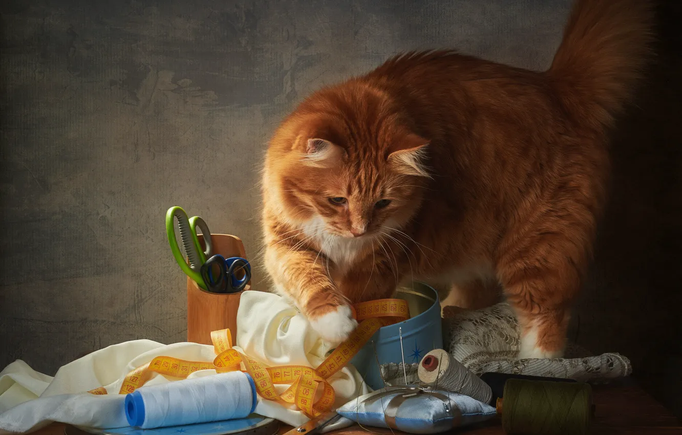 Photo wallpaper cat, cat, light, needles, pose, the dark background, table, the game