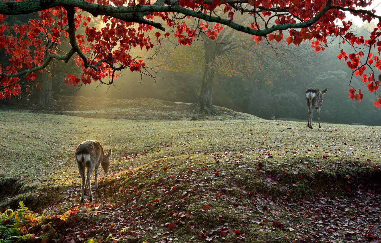 Photo wallpaper light, nature, morning, Sika Deer