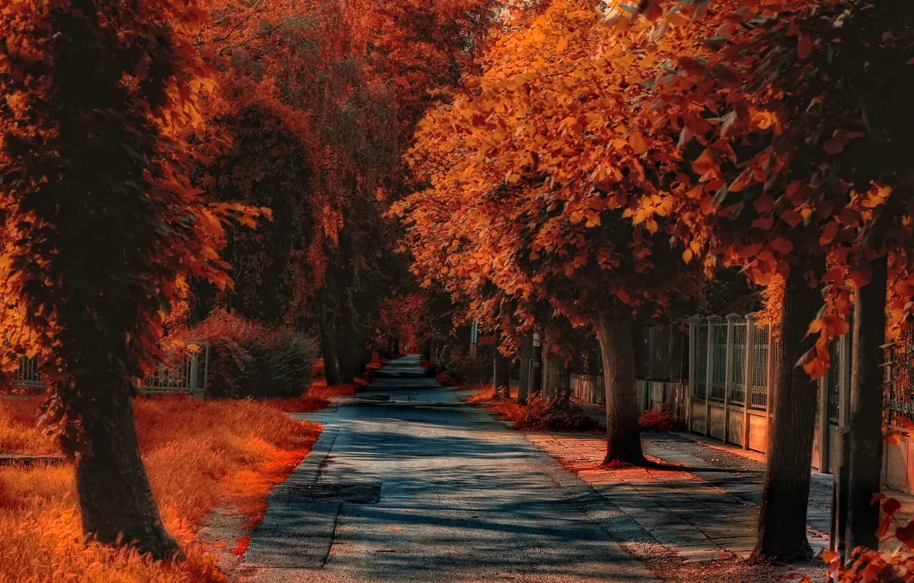 Photo wallpaper street, treatment, Autumn, track, autumn, street, path, fall