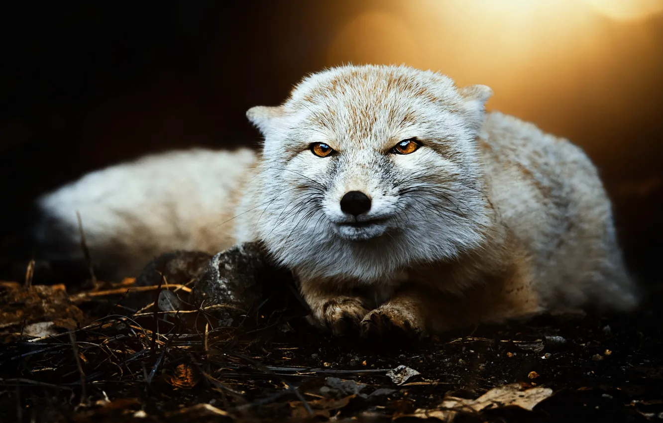Photo wallpaper look, face, Fox