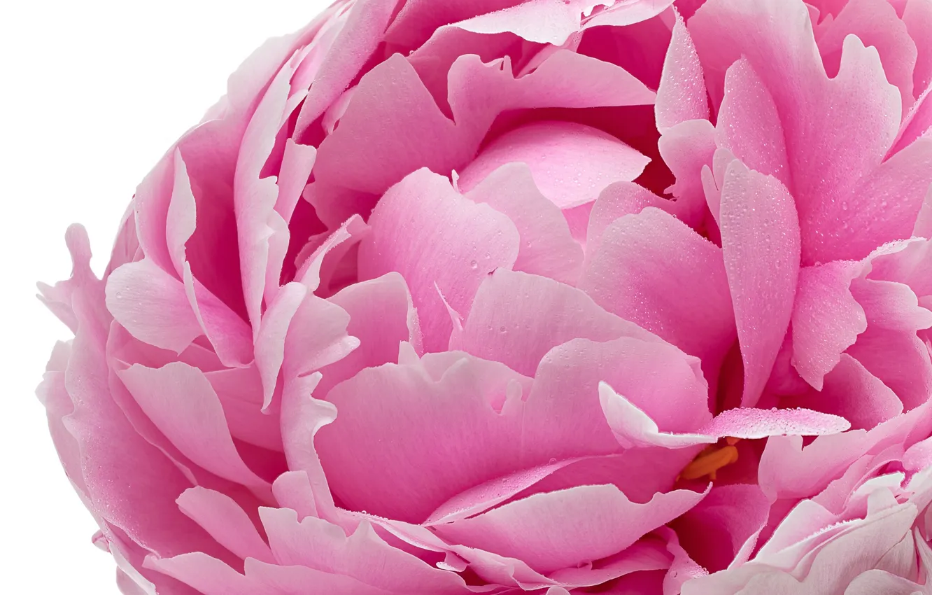 Photo wallpaper macro, petals, pink, peonies