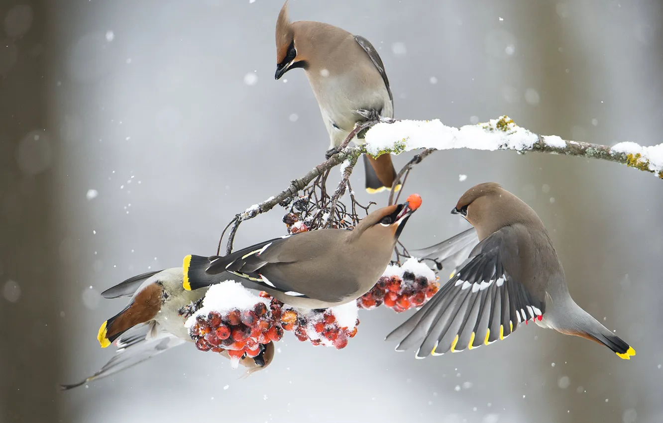 Photo wallpaper winter, the Waxwing, birds