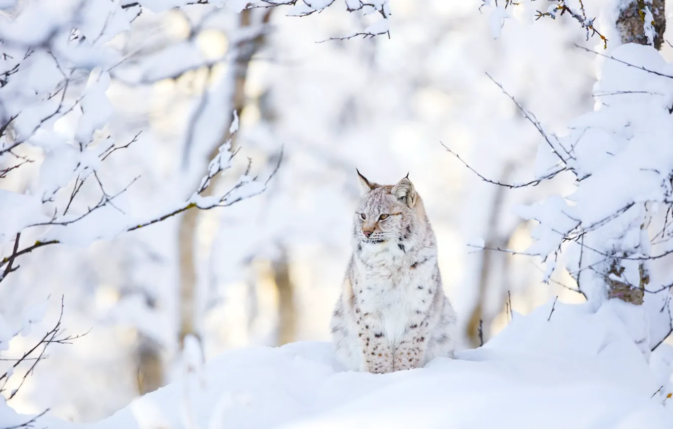 Photo wallpaper winter, snow, nature, lynx