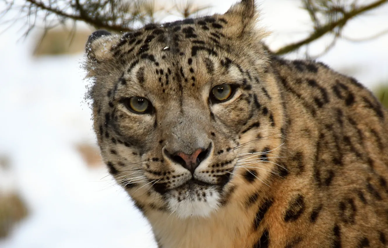 Photo wallpaper look, snow leopard, snow leopard
