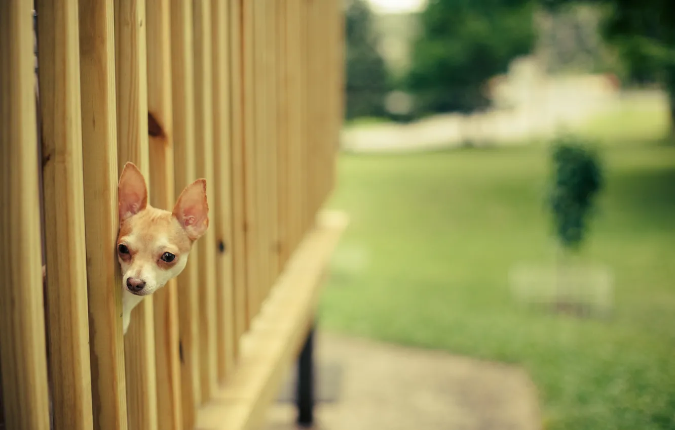 Photo wallpaper dog, ears, looks