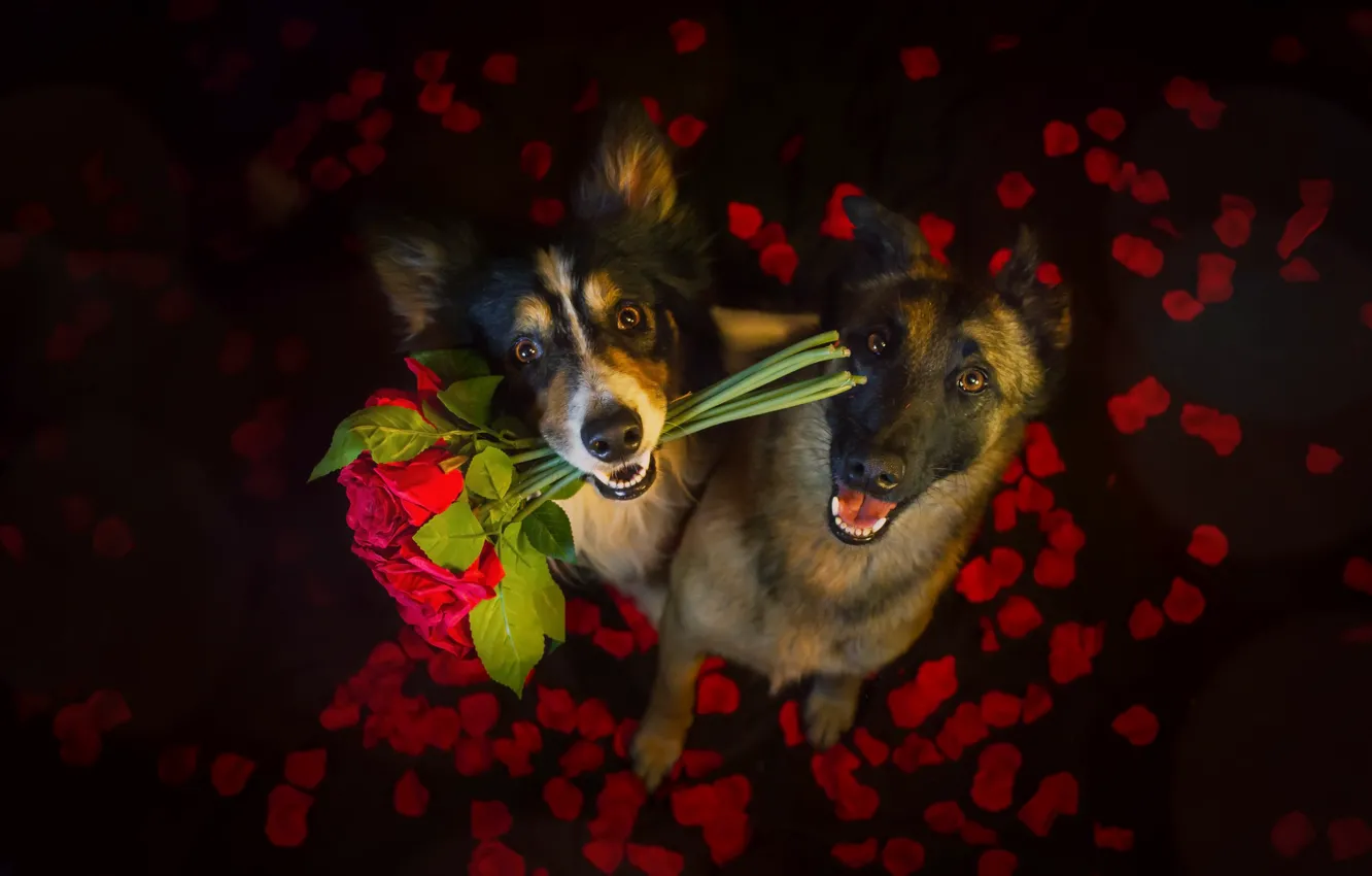 Photo wallpaper dogs, flowers, friends