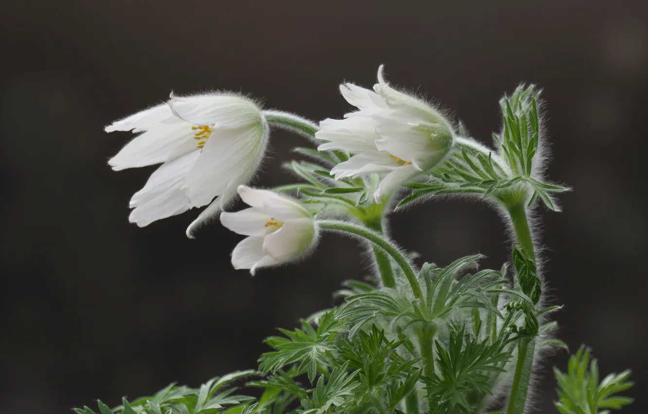 Photo wallpaper leaves, flowers, spring, white, grey background, buds, cross
