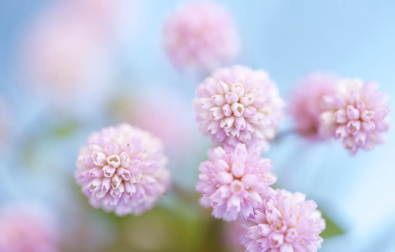 Photo wallpaper flowers, blur, gentle, pink, blur, blue background, The mountaineer is glabrous
