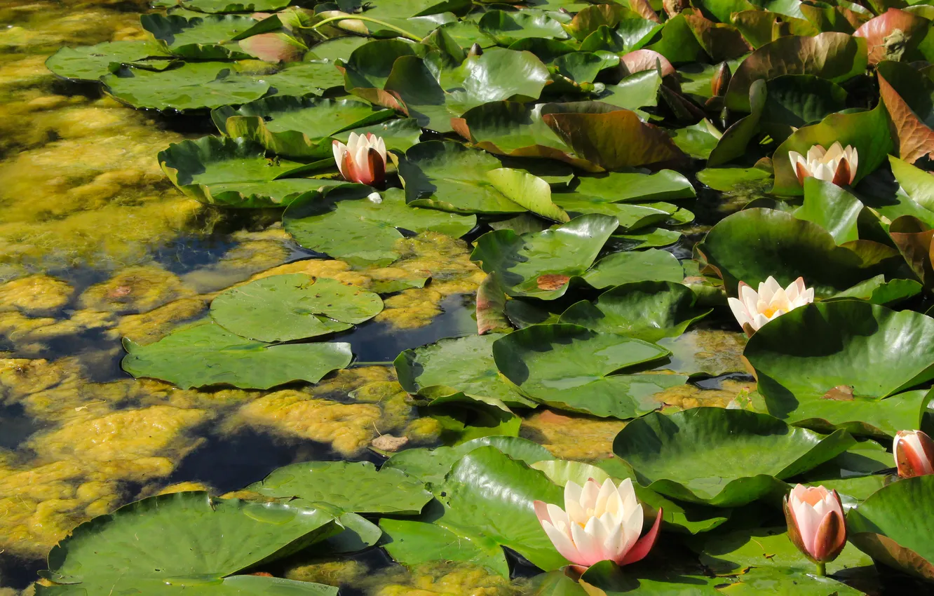 Photo wallpaper flower, leafs, water lily