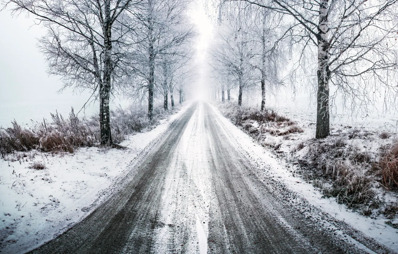 Photo wallpaper winter, road, light, trees, the way, birch