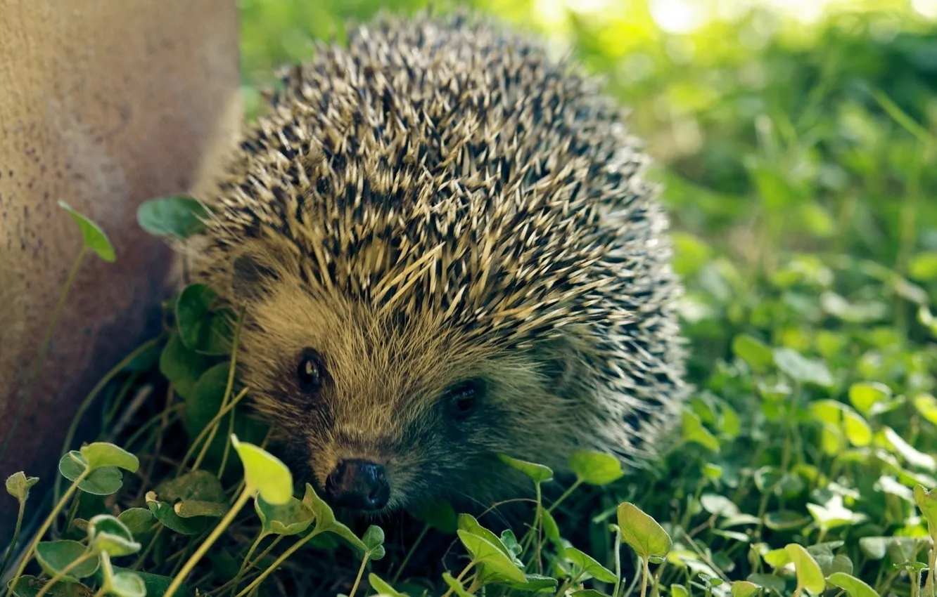 Photo wallpaper summer, grass, barb, clover, hedgehog