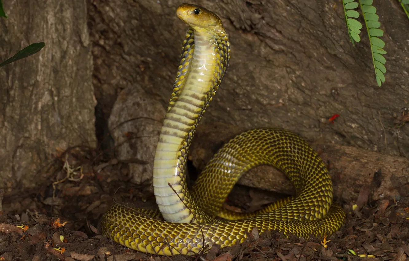Photo wallpaper snake, Cobra, cold-blooded animal