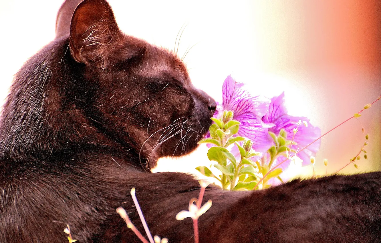 Photo wallpaper cat, Koshak, flowers, Tomcat, sniffs