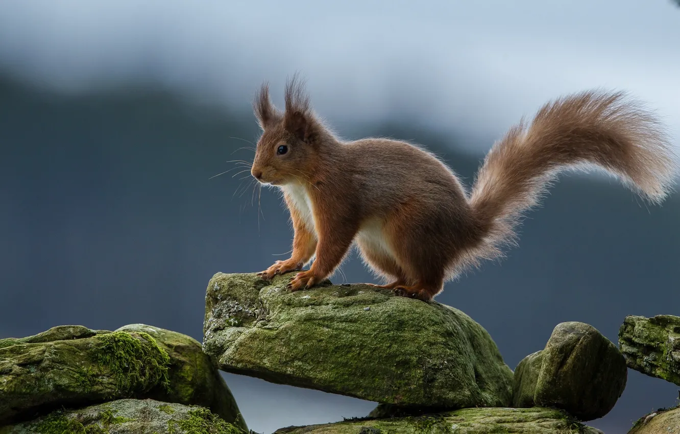Photo wallpaper stones, protein, red