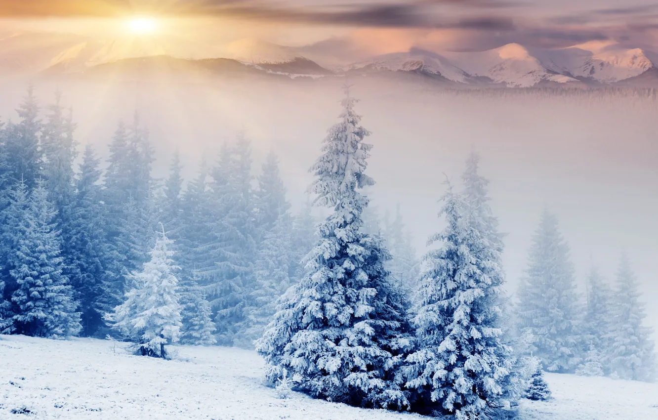 Photo wallpaper winter, snow, mountains, tree