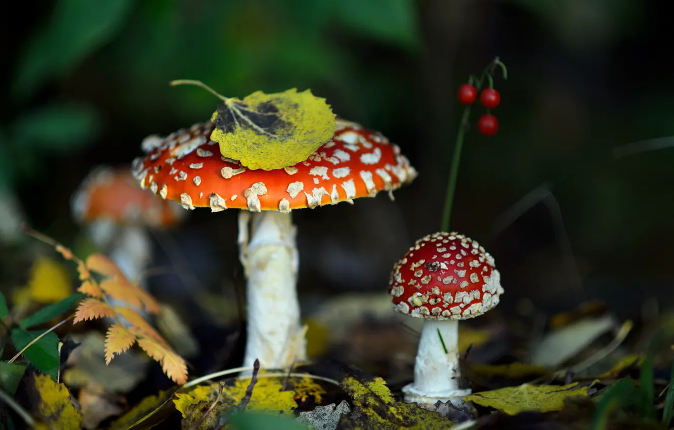 Photo wallpaper autumn, forest, leaves, nature, mushrooms, mushroom