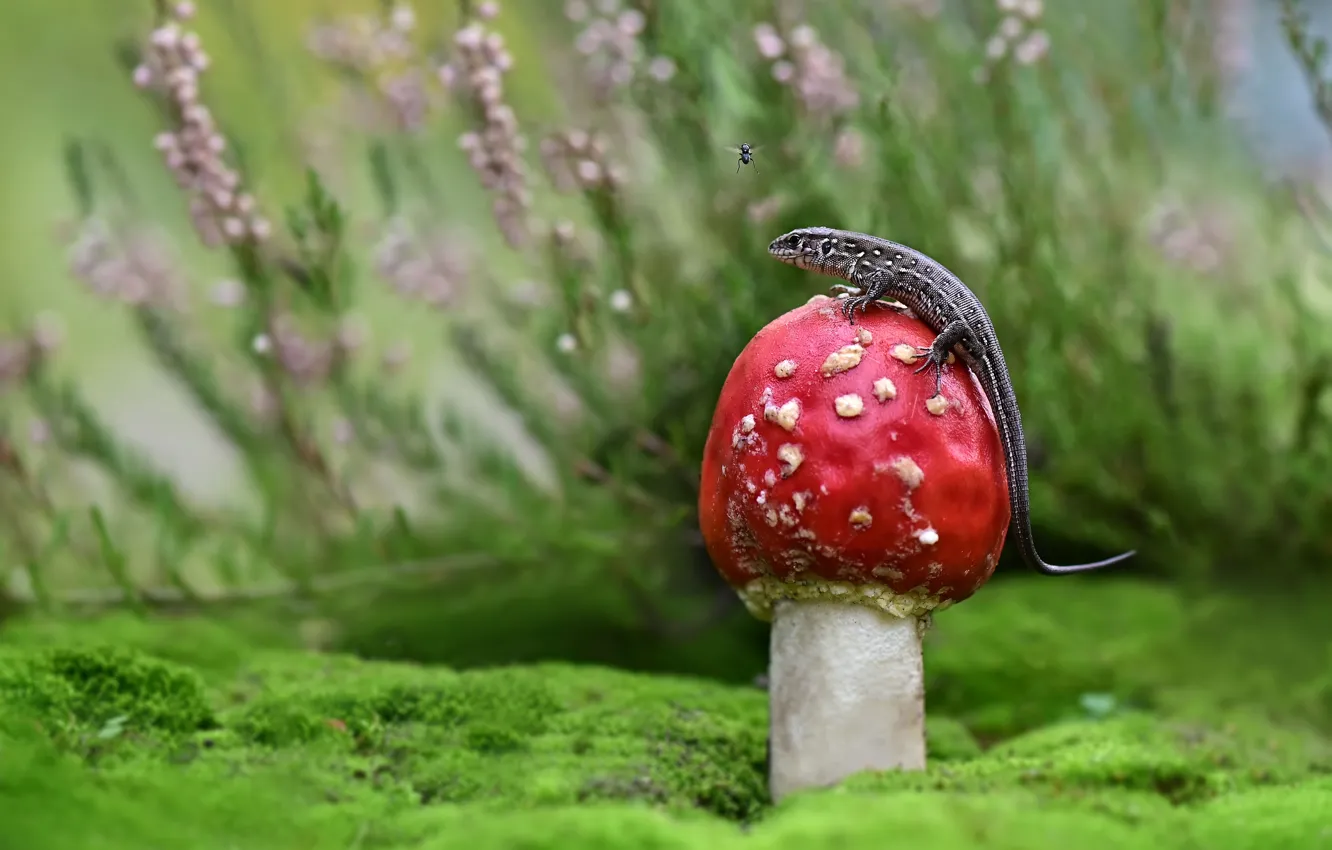 Photo wallpaper greens, flowers, red, glade, mushrooms, moss, mushroom, lizard