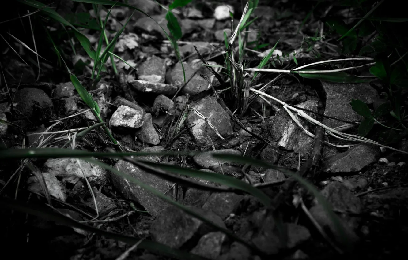 Photo wallpaper grass, stones, black and white
